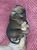 puppies new born